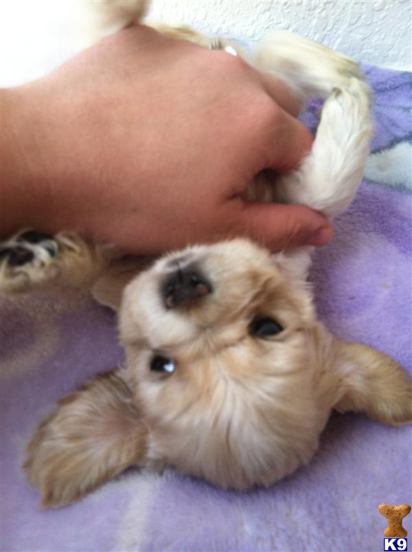 Puppies in Hanford